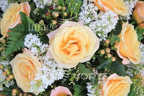 Flower royalty free stock image #356658088