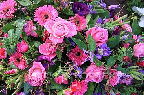 Flower royalty free stock image #356035432