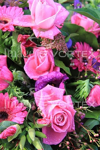 Flower royalty free stock image #356048038
