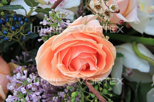 Flower royalty free stock image #356833958
