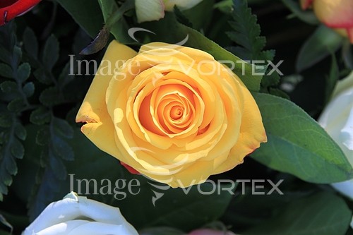 Flower royalty free stock image #356985414