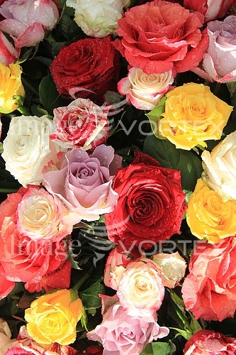 Flower royalty free stock image #356370400