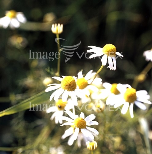 Flower royalty free stock image #357412888