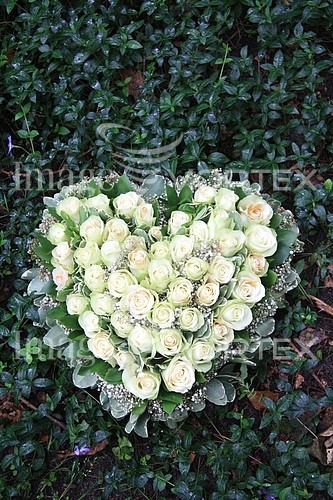 Flower royalty free stock image #357046461