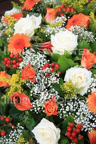Flower royalty free stock image #357051328
