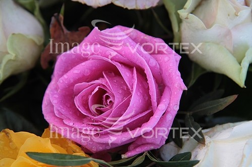 Flower royalty free stock image #357013981
