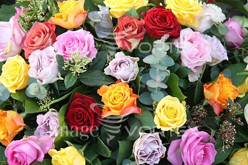 Flower royalty free stock image #357590748