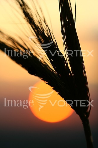Industry / agriculture royalty free stock image #358074416
