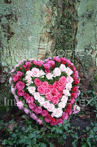 Flower royalty free stock image #358554136