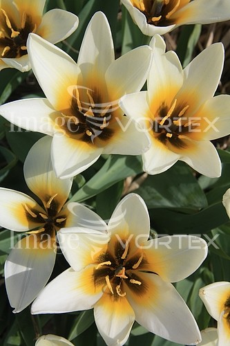 Flower royalty free stock image #358063704