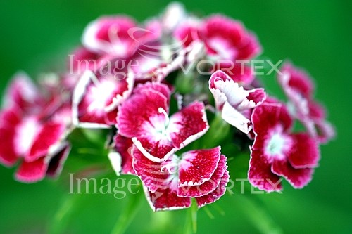 Flower royalty free stock image #358994878