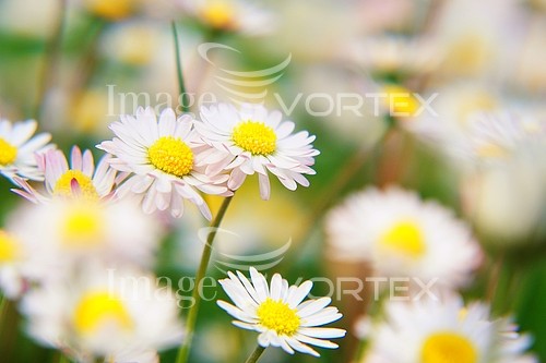 Flower royalty free stock image #360604449