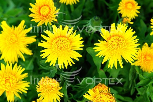 Flower royalty free stock image #360659907