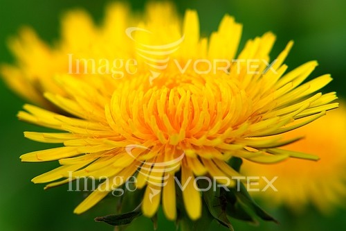 Flower royalty free stock image #360825871