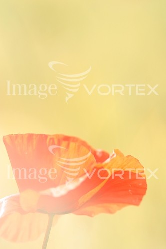 Flower royalty free stock image #361157052