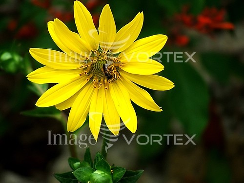 Flower royalty free stock image #362737656