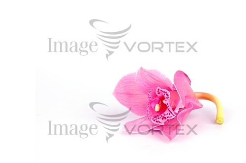 Flower royalty free stock image #363950578