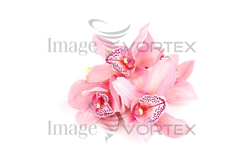 Flower royalty free stock image #363965938