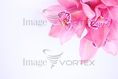 Flower royalty free stock image #363970530