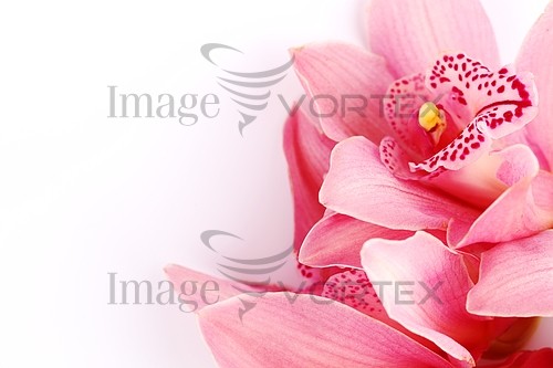 Flower royalty free stock image #363988196