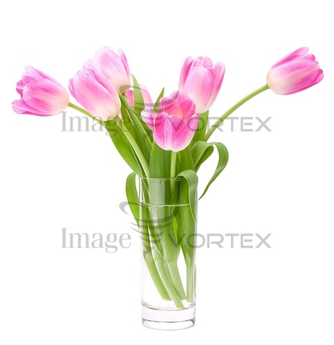 Flower royalty free stock image #363591431