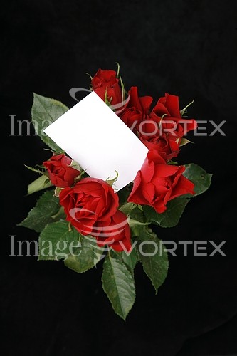 Flower royalty free stock image #363852769