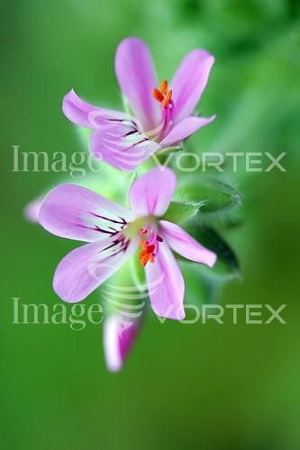 Flower royalty free stock image #364607433