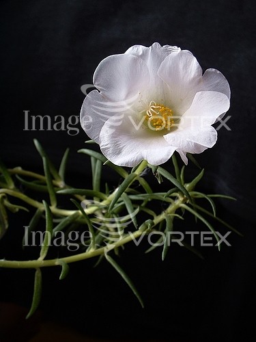 Flower royalty free stock image #364709272