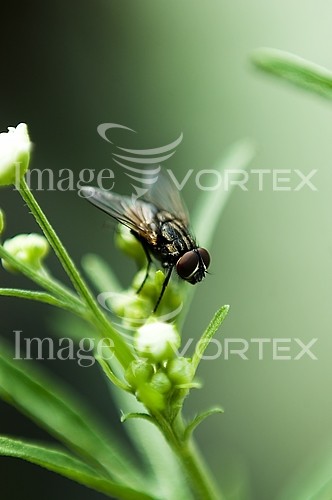 Insect / spider royalty free stock image #365397734