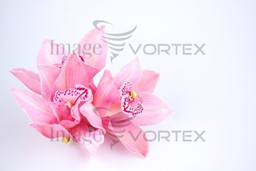 Flower royalty free stock image #365099248