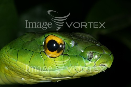 Animal / wildlife royalty free stock image #365288762