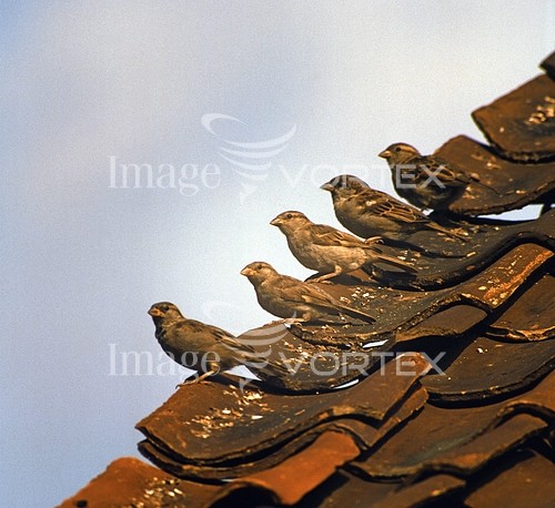 Bird royalty free stock image #365341160