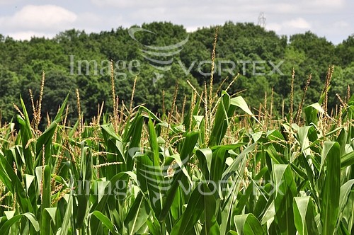 Industry / agriculture royalty free stock image #366896872