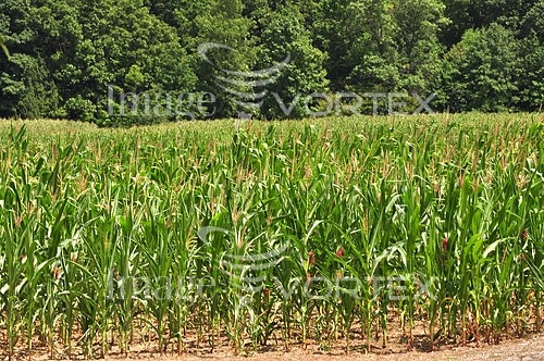 Industry / agriculture royalty free stock image #366900202