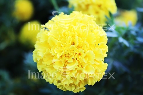 Flower royalty free stock image #366260591