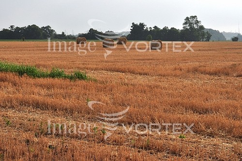 Industry / agriculture royalty free stock image #366867998