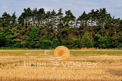 Industry / agriculture royalty free stock image #366888289