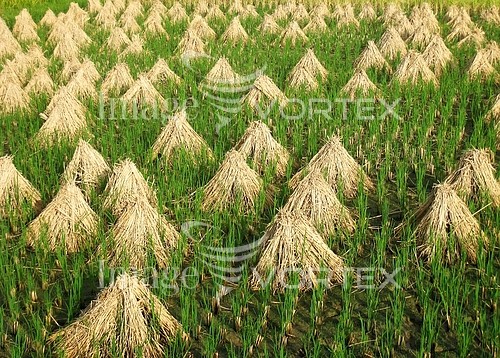 Industry / agriculture royalty free stock image #366457062
