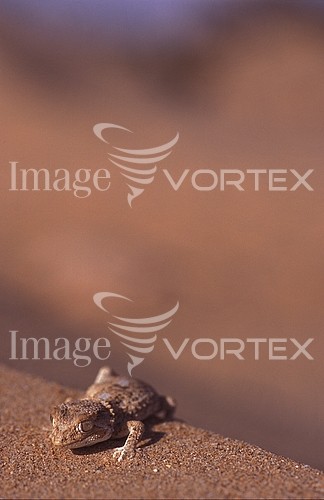 Animal / wildlife royalty free stock image #367260802