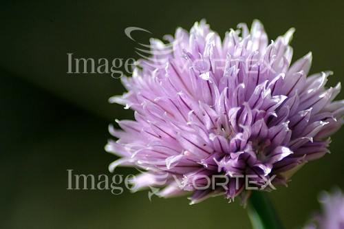 Flower royalty free stock image #368496059