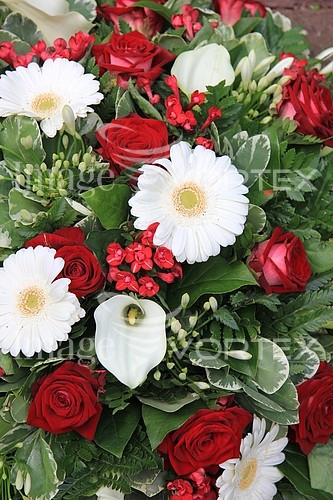 Flower royalty free stock image #368721435