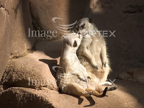 Animal / wildlife royalty free stock image #368457359