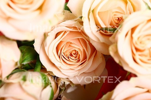 Flower royalty free stock image #369187166