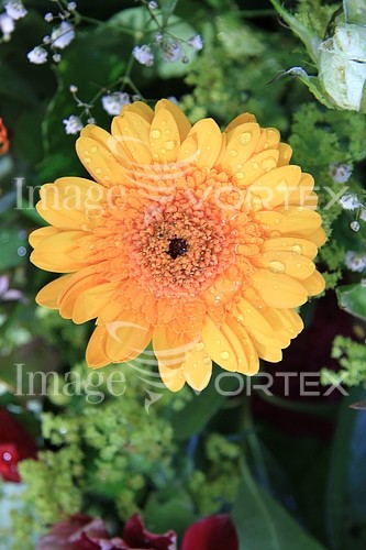Flower royalty free stock image #369093770