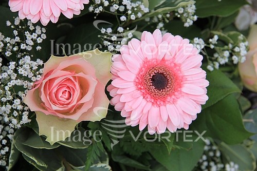 Flower royalty free stock image #369518628