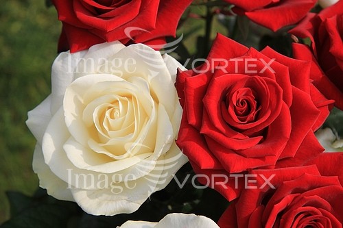 Flower royalty free stock image #369296585