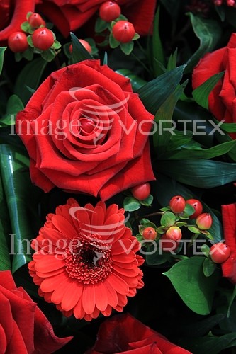 Flower royalty free stock image #369320958