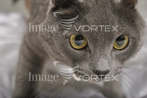 Pet / cat / dog royalty free stock image #371041578