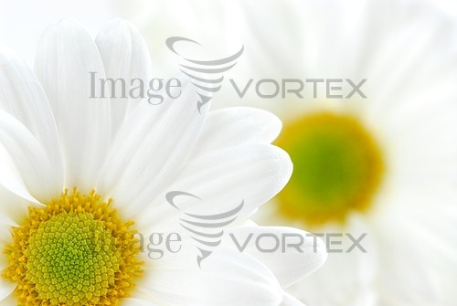 Flower royalty free stock image #371567055