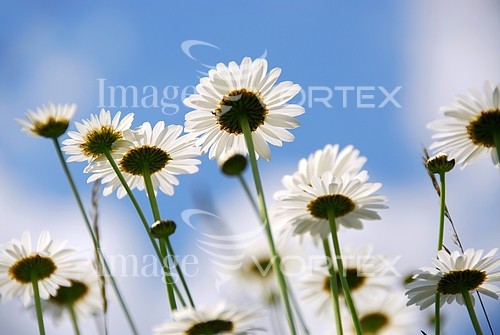 Flower royalty free stock image #371577649